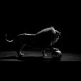 “Je suis née sous le signe du lion” – Gabrielle Chanel Dans le chapitre 10 de Inside CHANEL, le Lion, roi des animaux et 5ème signe du Zodiaque, devient …